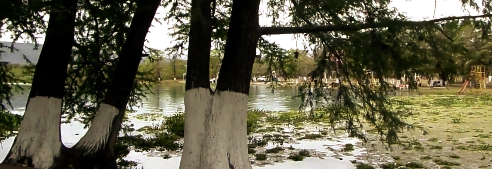 banner